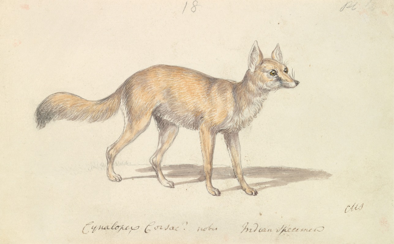 Charles Hamilton Smith - Corsac Dog-Fox
