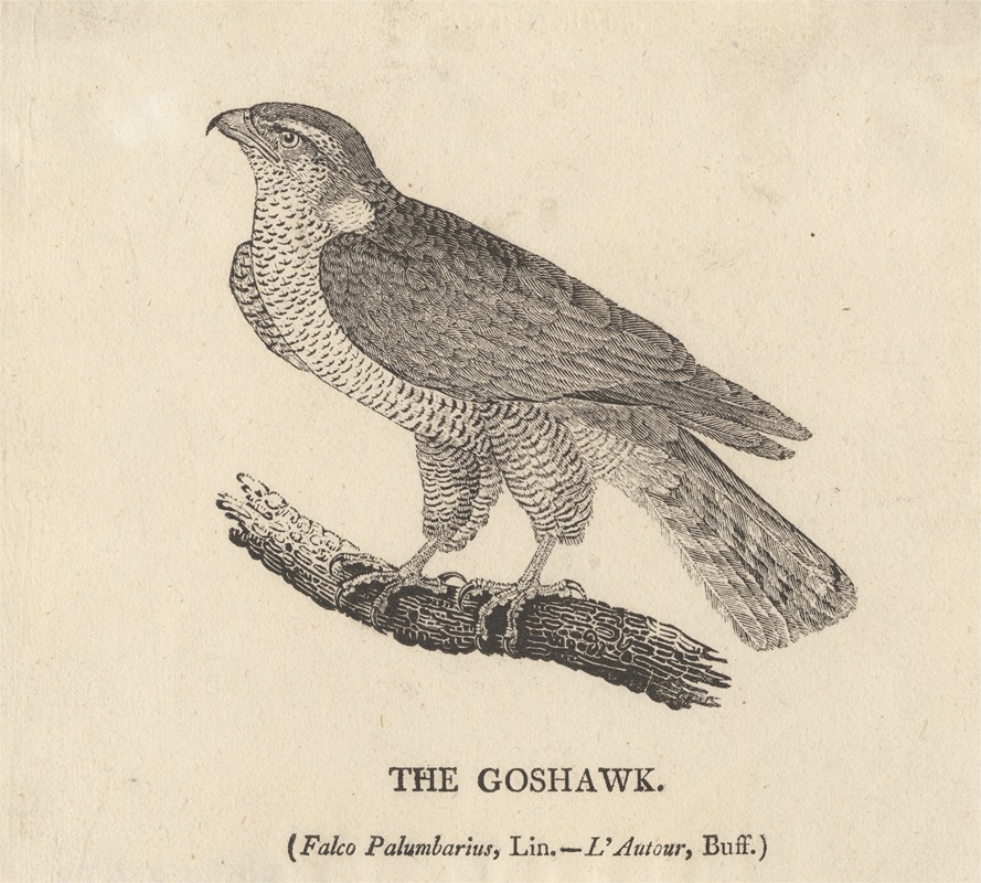 Thomas Bewick - The Goshawk