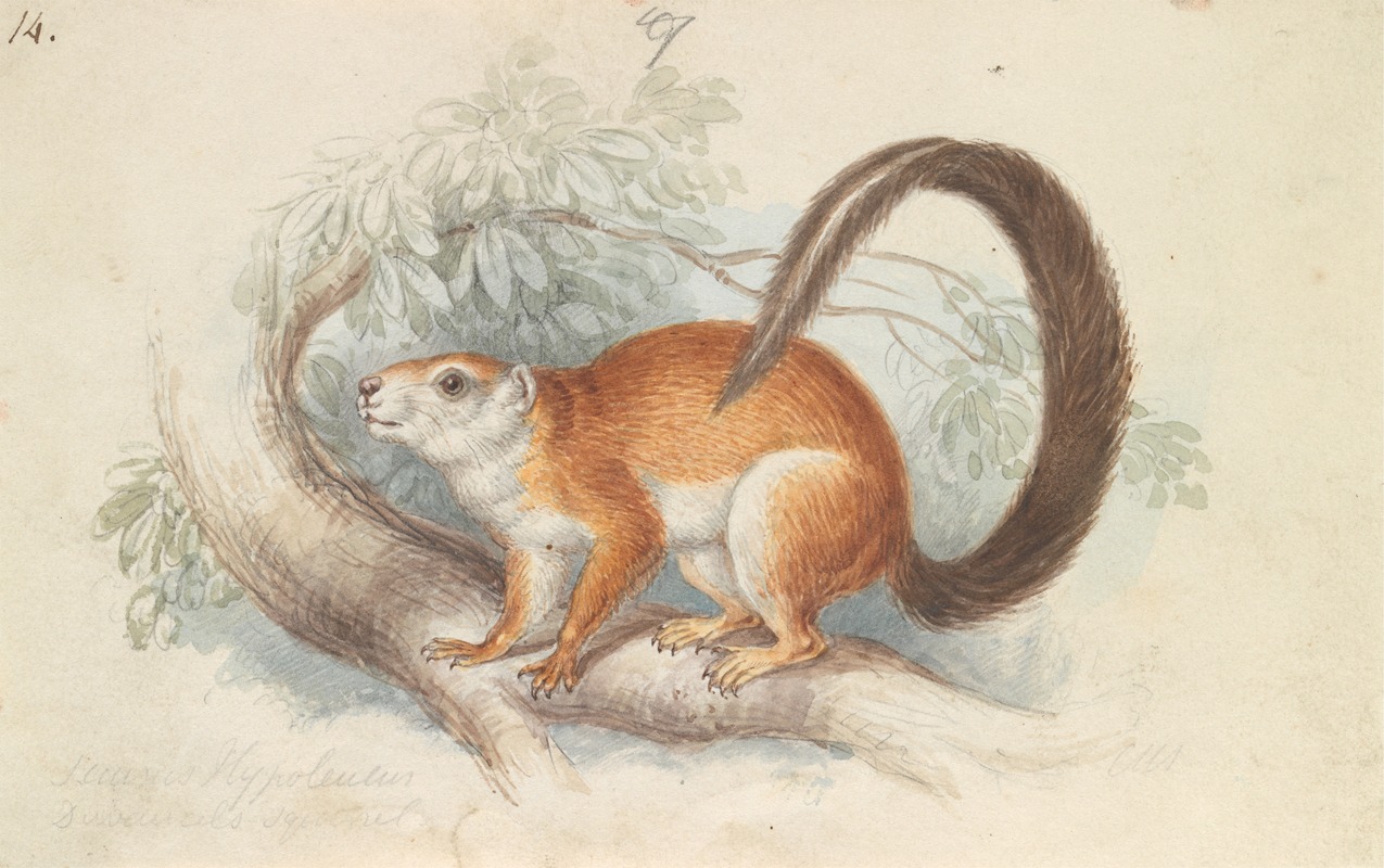 Charles Hamilton Smith - Duvaucel’s Squirrel