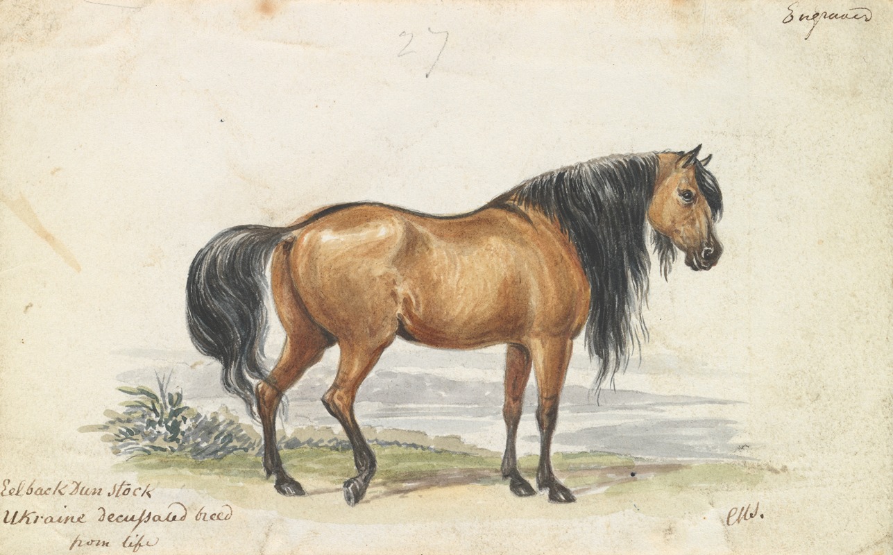 Charles Hamilton Smith - Eelback Dun Stock, Ukraine Decussated Horse