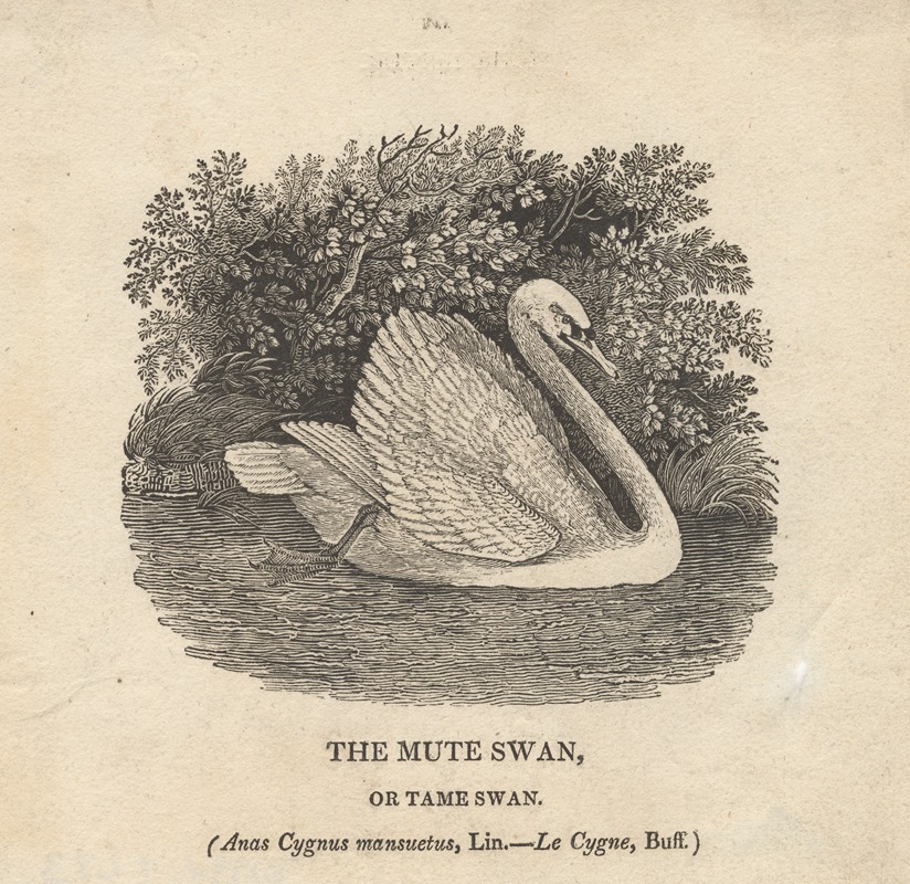 Thomas Bewick - The Mute Swan, or Tame Swan