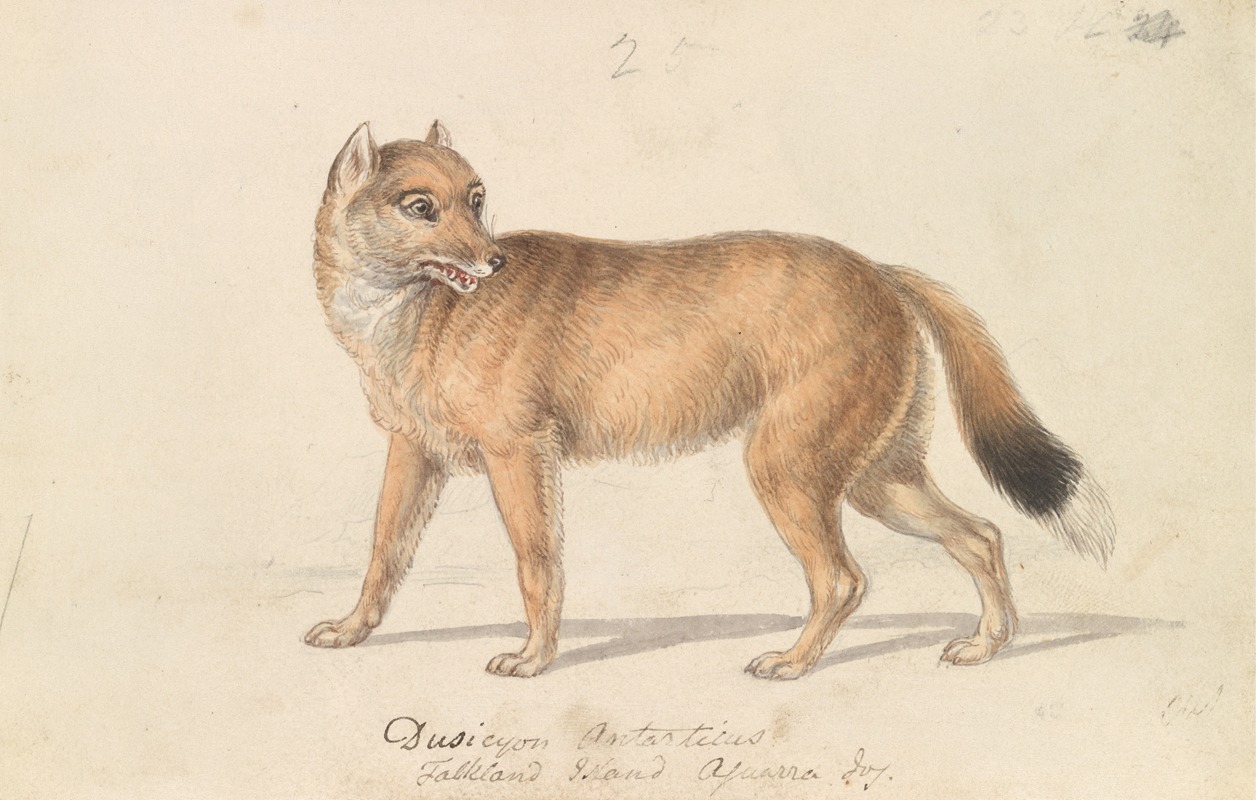 Charles Hamilton Smith - Falkland Islands Wolf