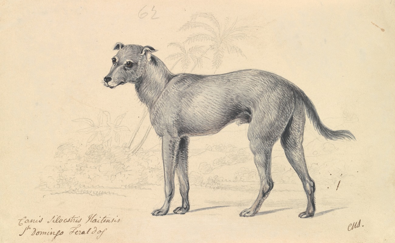 Charles Hamilton Smith - Feral Dog of St. Domingo