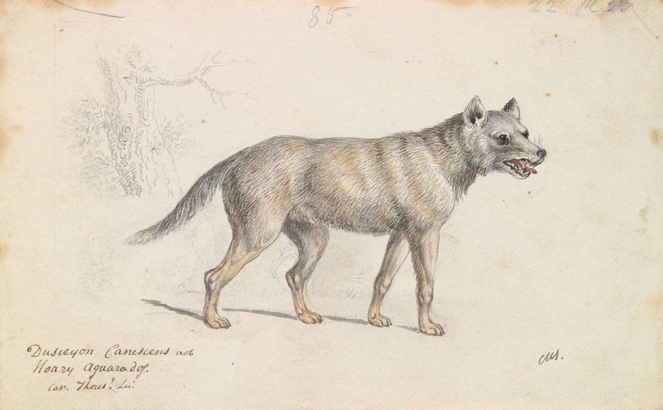 Hoary Aguara Dog by Charles Hamilton Smith - Artvee