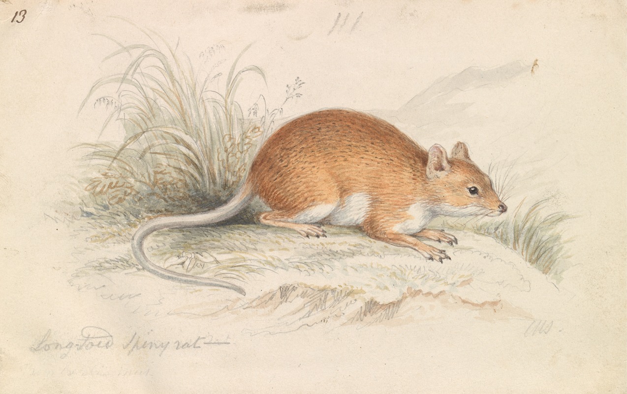 Charles Hamilton Smith - Long-Tailed Spiny Rat