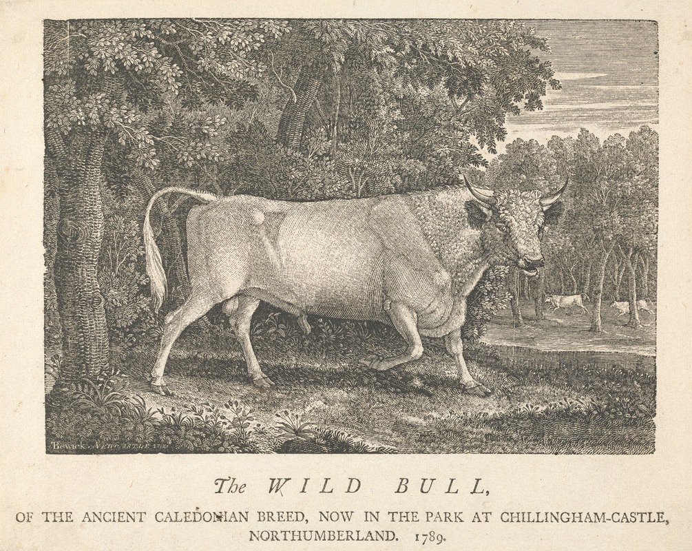 Thomas Bewick - The Wild Bull, of the Ancient Caledonian Breed, Now in the Park, at Chillingham-Castle, Northumberland
