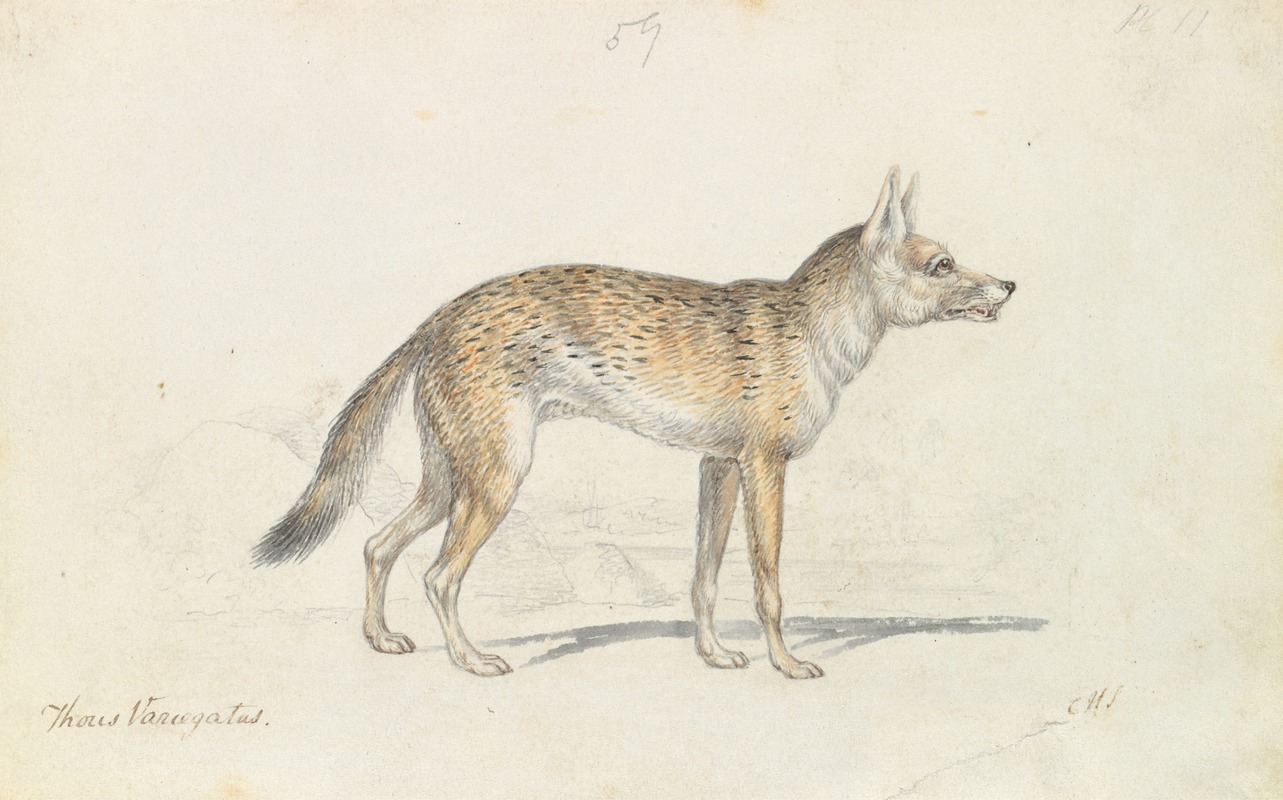 Charles Hamilton Smith - Painted Thous Dog