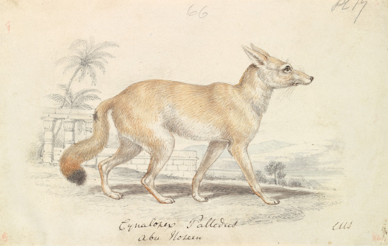 Charles Hamilton Smith - Pale Dog Fox