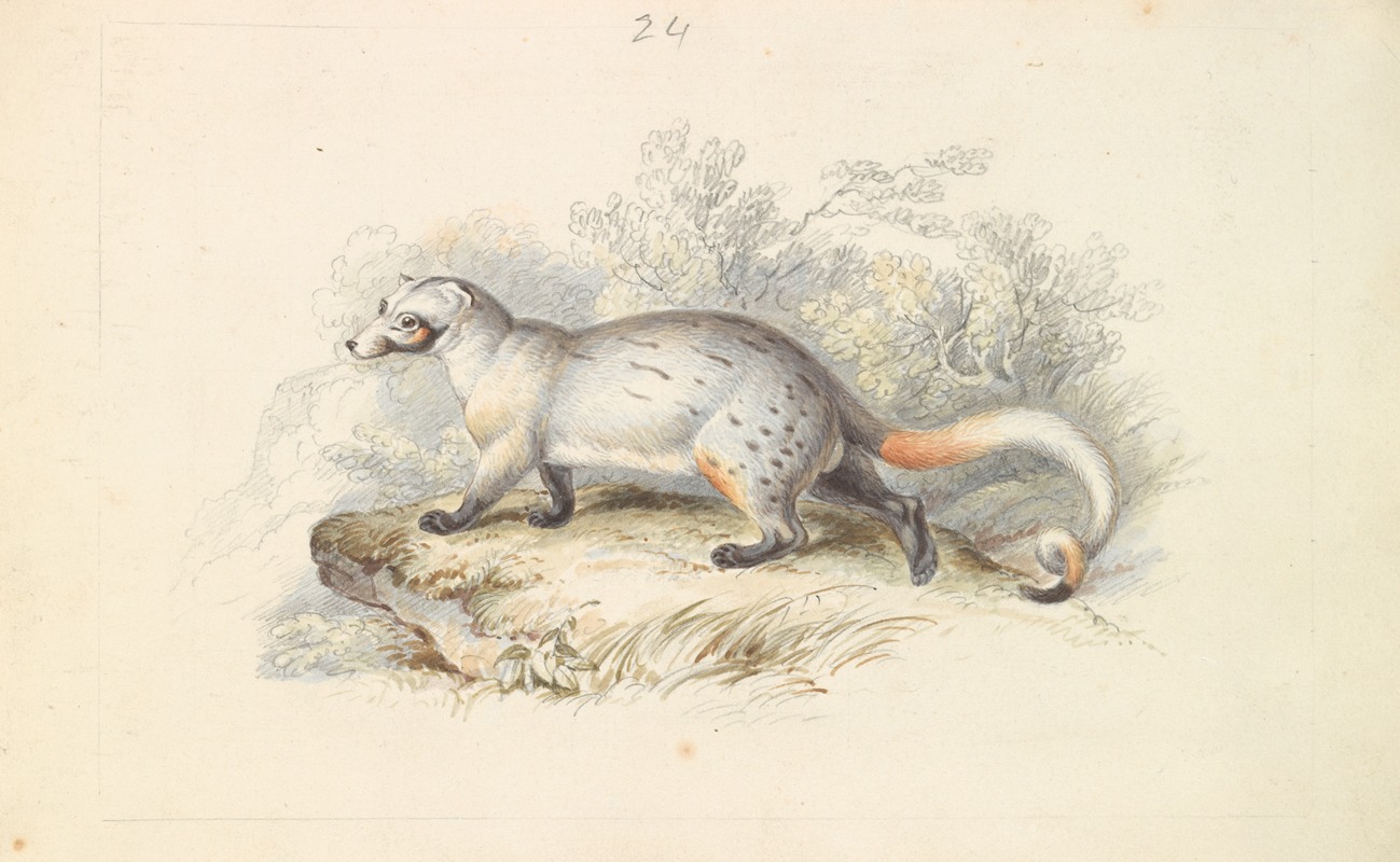 Charles Hamilton Smith - Paradoxurus Dubius
