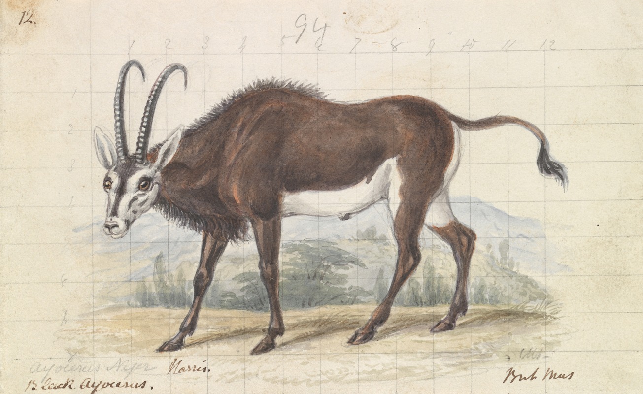 Charles Hamilton Smith - Sable Antelope