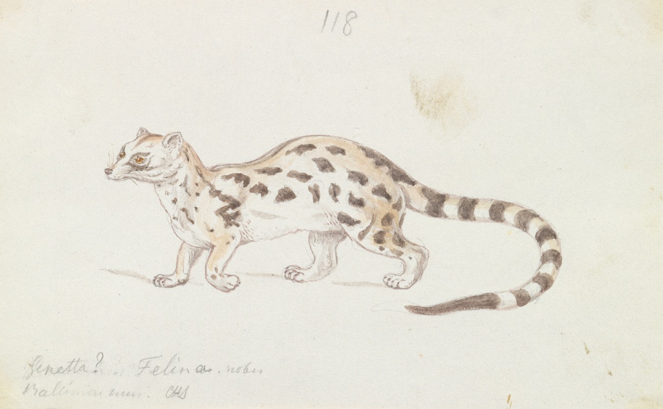 Charles Hamilton Smith - Small Indian Civet
