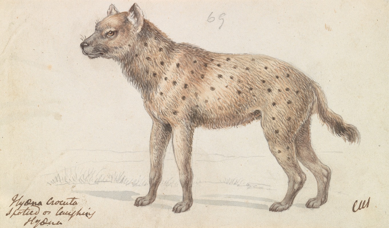 Charles Hamilton Smith - Spotted Hyena