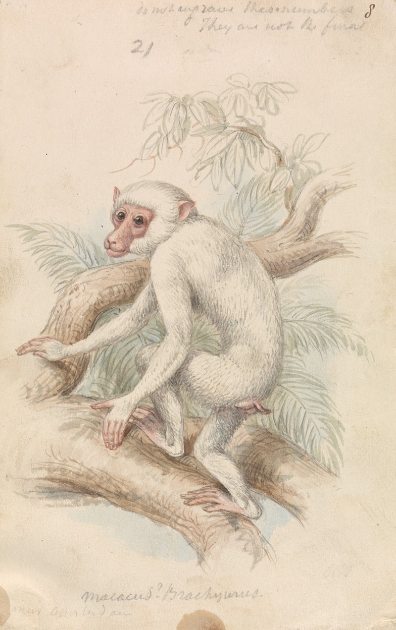 Charles Hamilton Smith - Stump-tailed Macaque