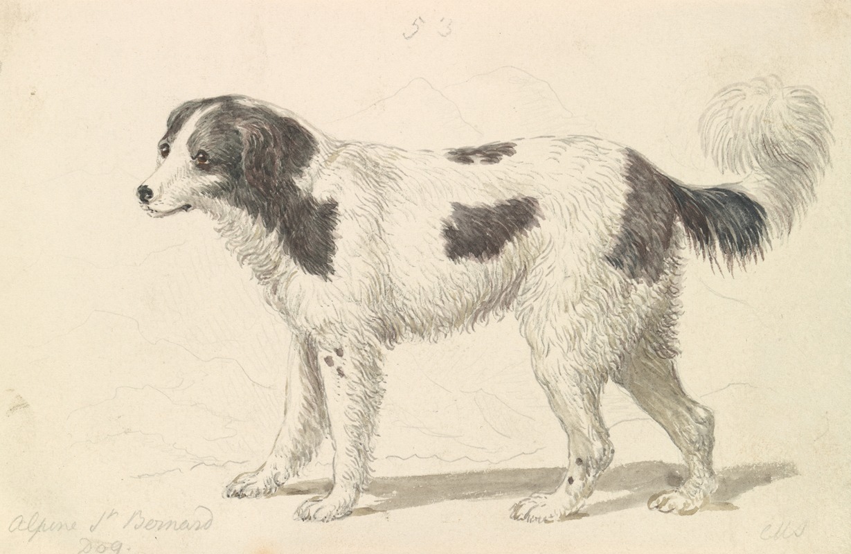 Charles Hamilton Smith - The Alpine, or Great St. Bernard Dog