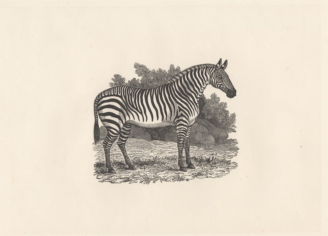 Thomas Bewick - Zebra