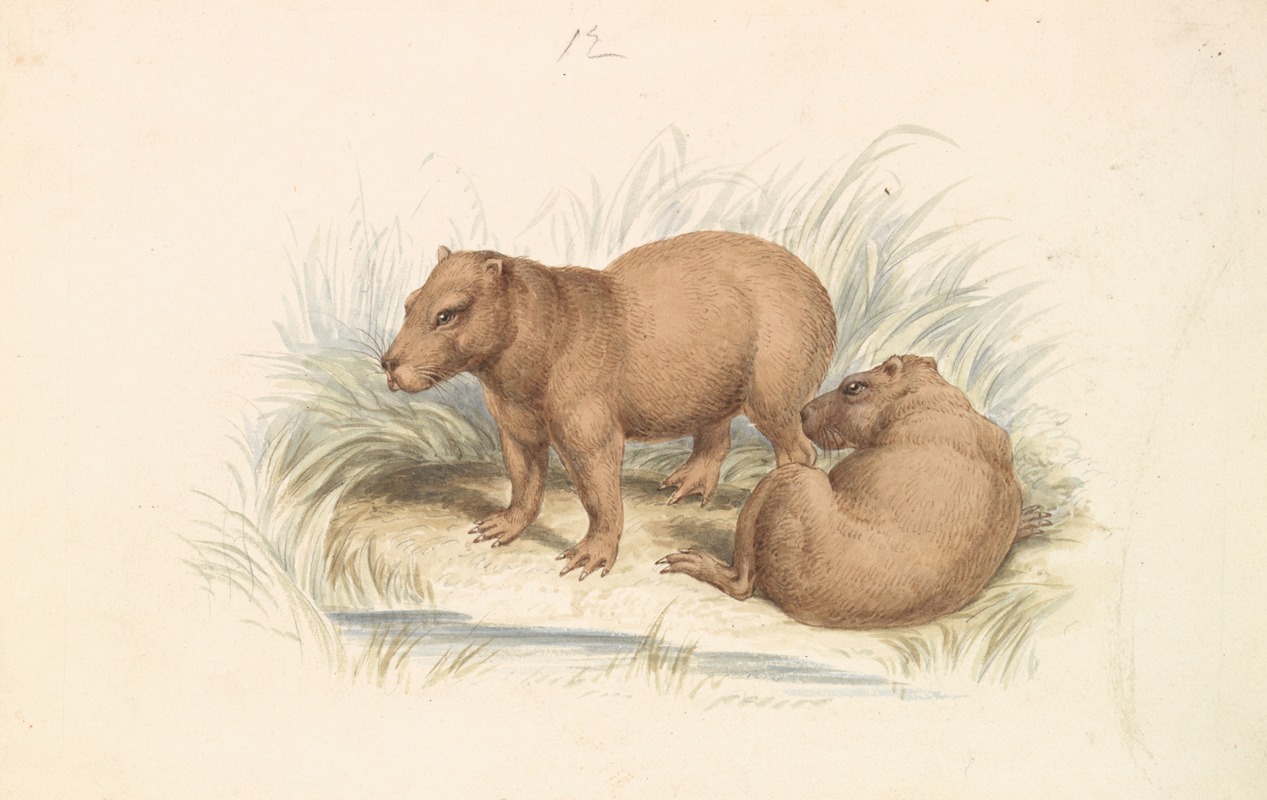 Charles Hamilton Smith - The Capybara.
