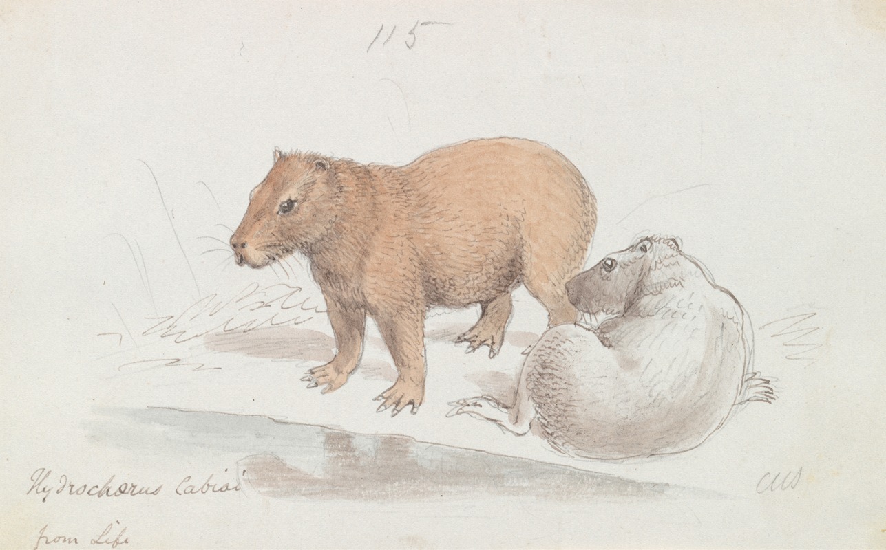 Charles Hamilton Smith - The Capybara