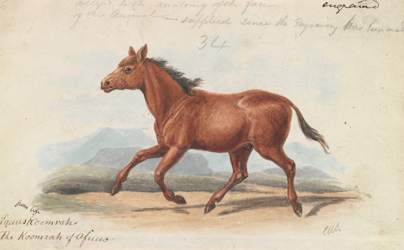 Charles Hamilton Smith - The Koomrah Horse