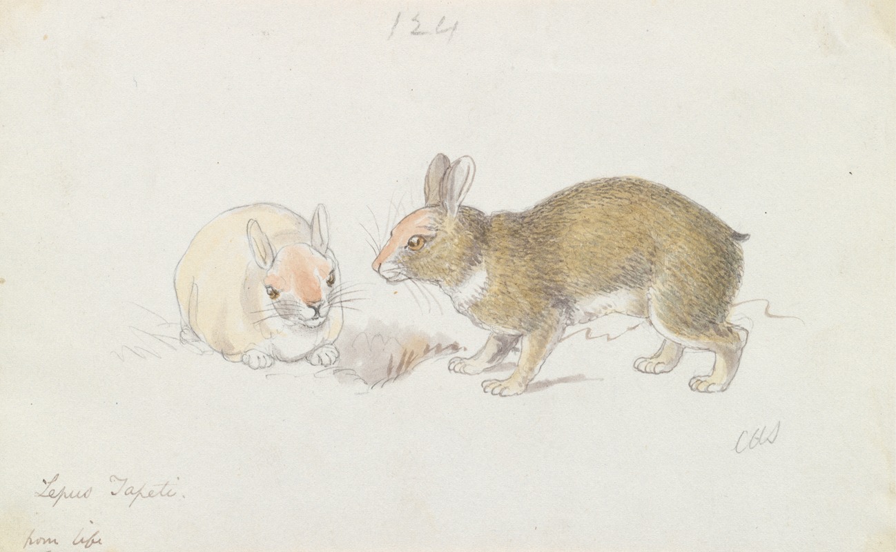 Charles Hamilton Smith - The Rabbit