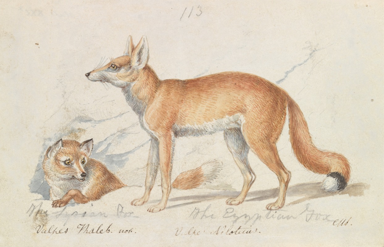 Charles Hamilton Smith - The Syrian Fox and The Egyptian Fox