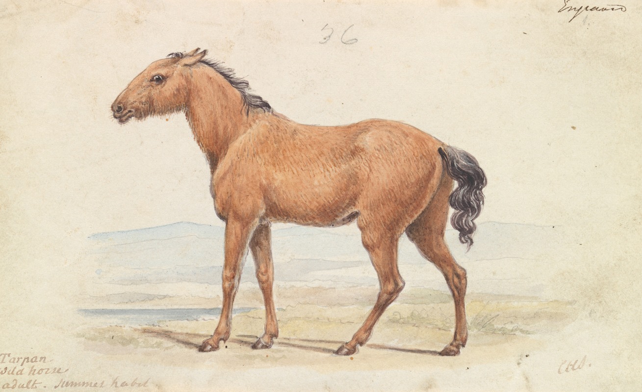 Charles Hamilton Smith - The Tarpan. Wild Horse. Native to Russia