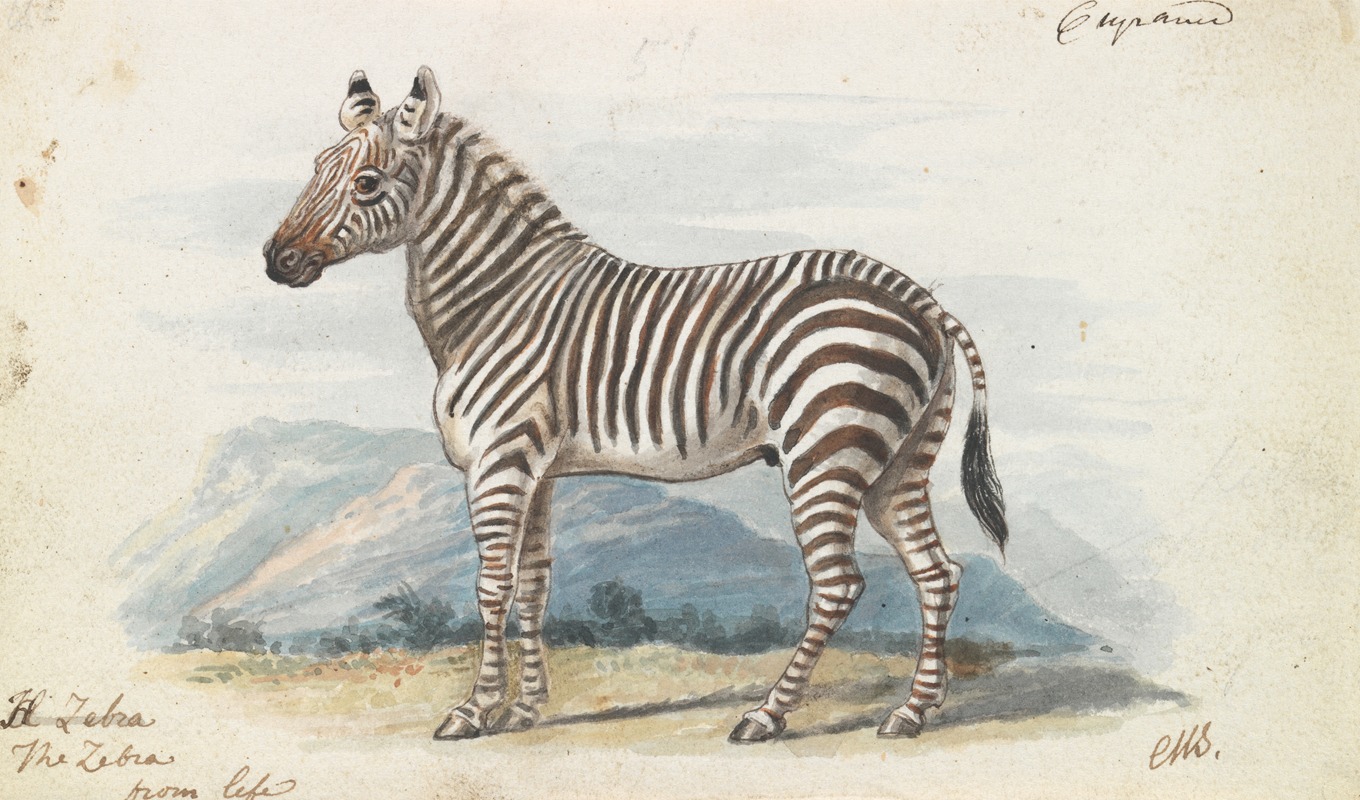 Charles Hamilton Smith - The Zebra