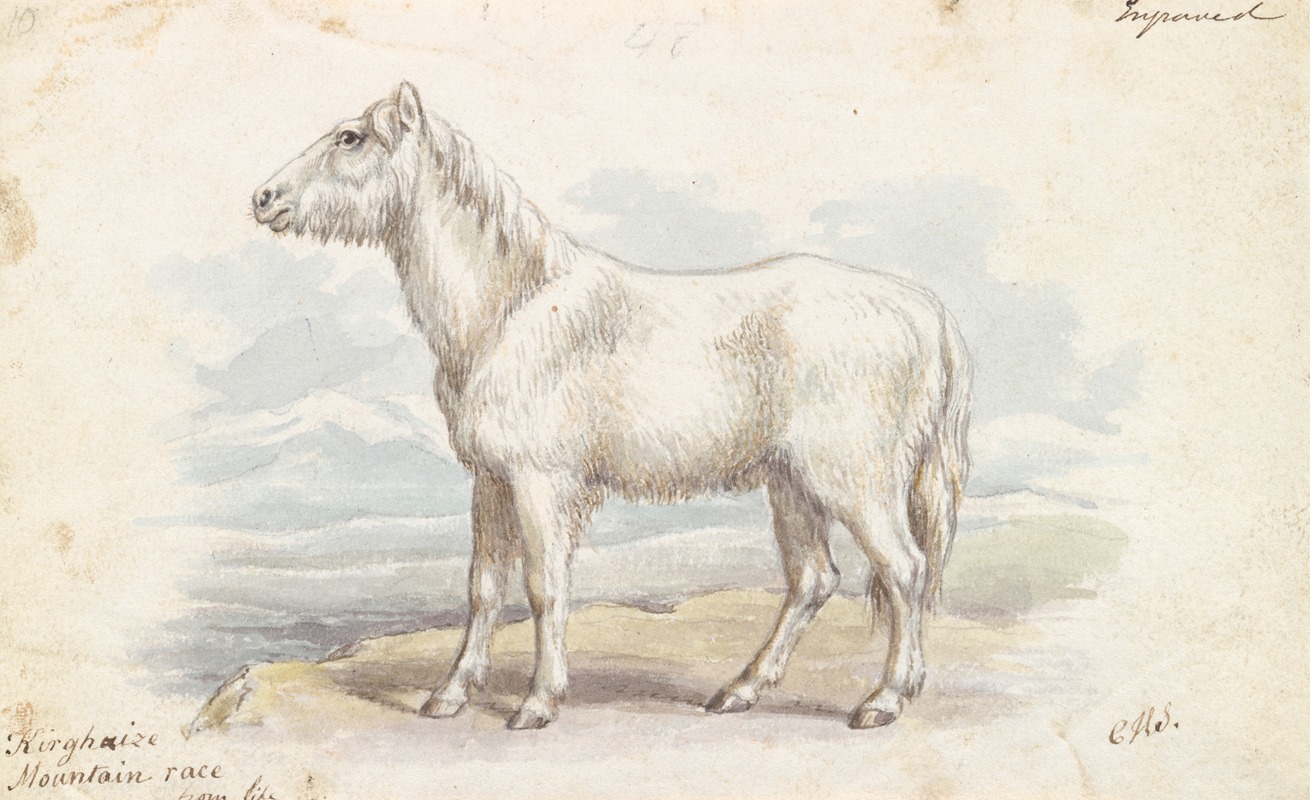 Charles Hamilton Smith - Villous Horse, Primeval White Stock