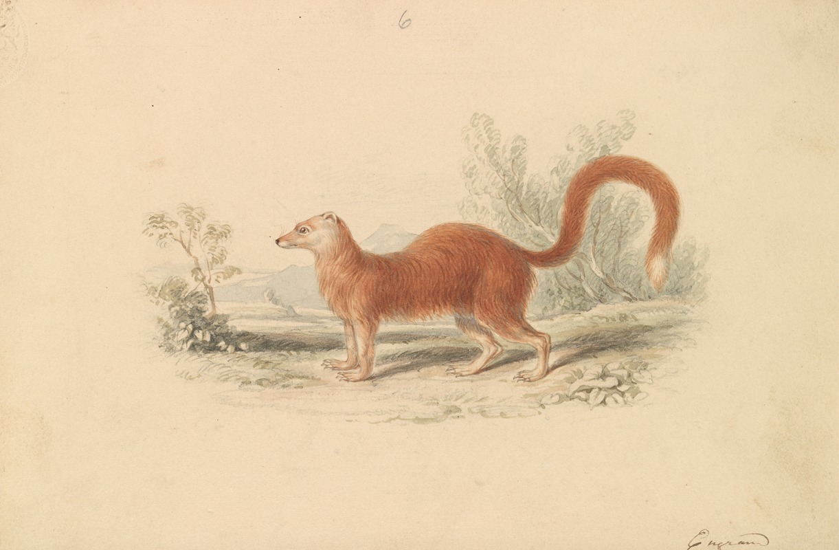 Charles Hamilton Smith - Yellow Mongoose.