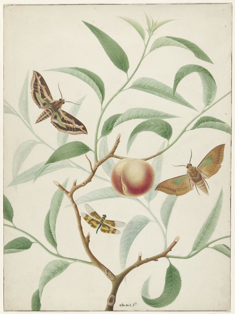Hermanus de Wit - Perzik aan een tak met twee uitheemse vlinders en een libel