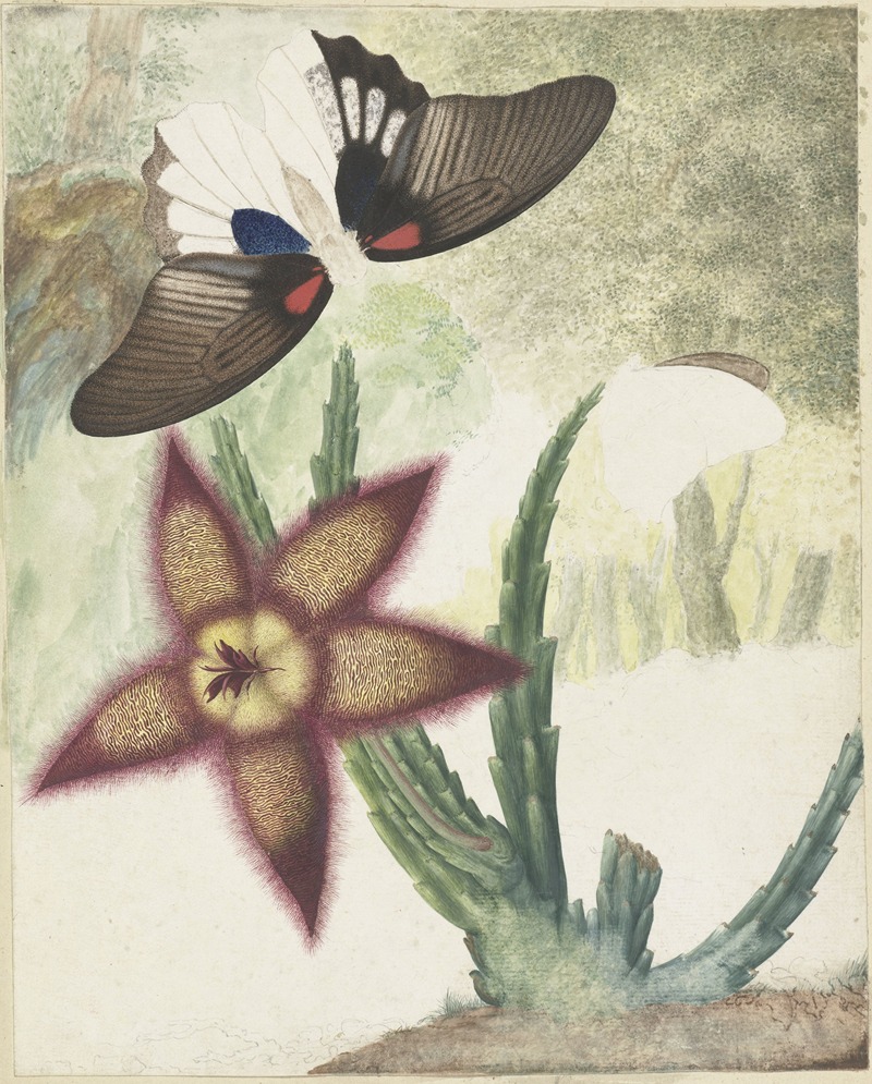 Hermanus de Wit - Twee vlinders en een vijfbladige geel-paarse bloem