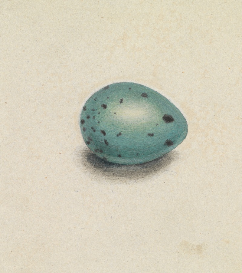 James Sowerby - A Bird’s Egg