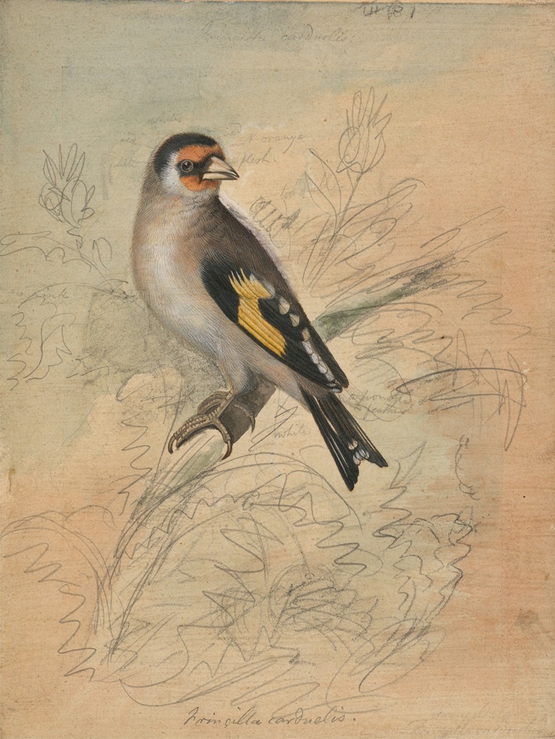 James Sowerby - A European Goldfinch