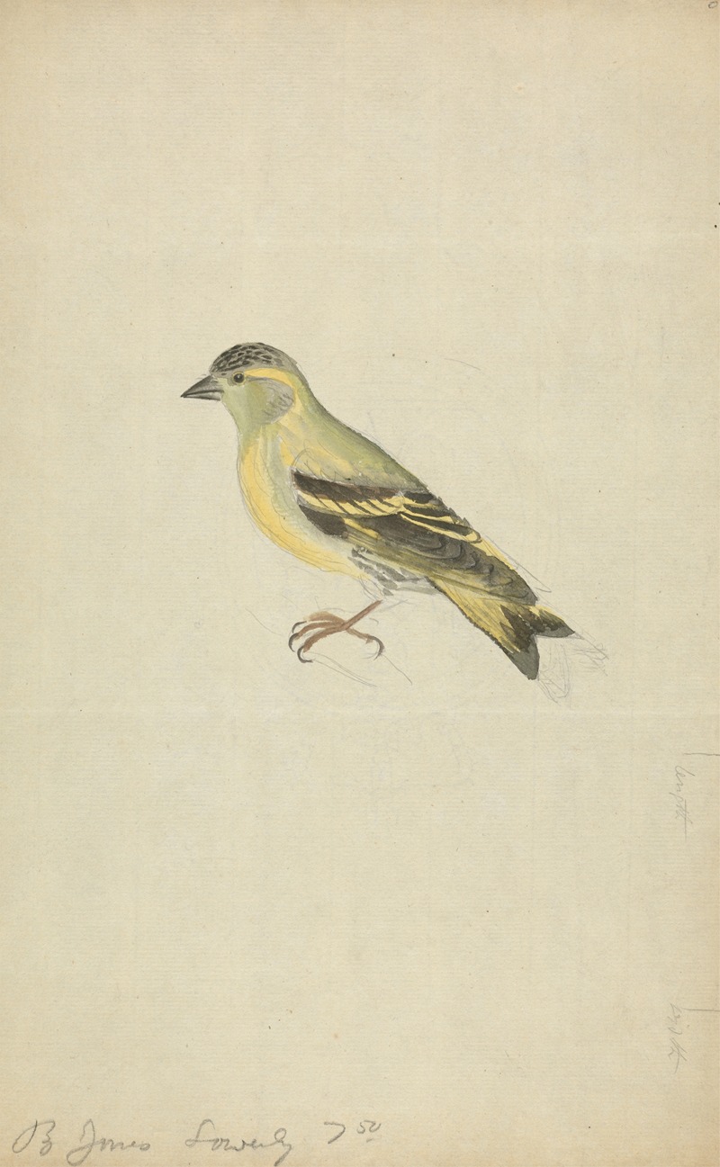 James Sowerby - A Finch