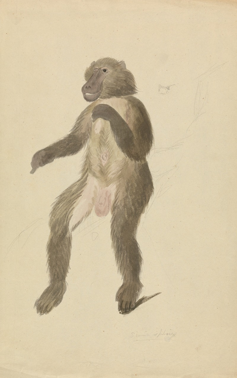 James Sowerby - A mandrill