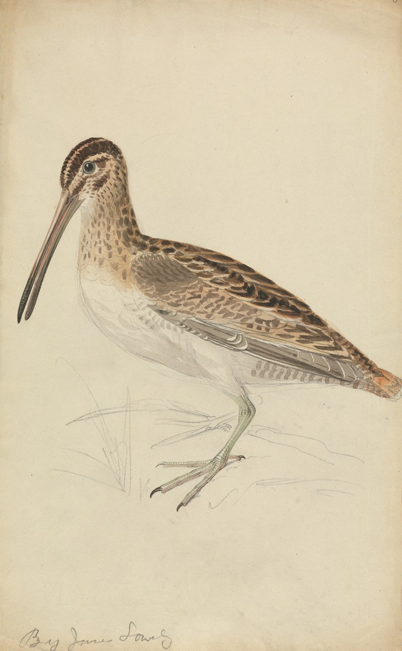 James Sowerby - A Snipe