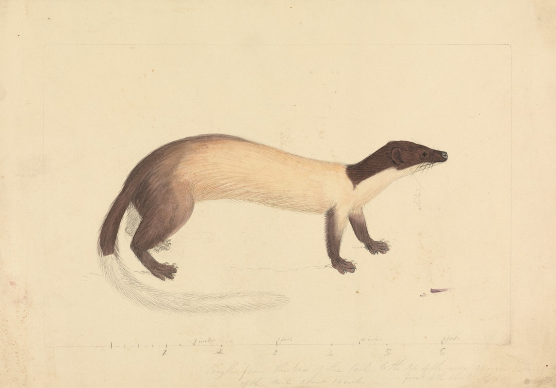 James Sowerby - A Weasel