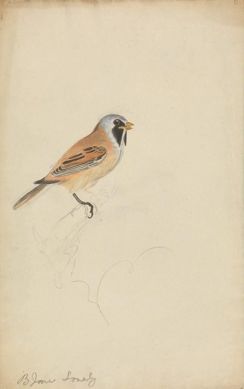 James Sowerby - Bearded Titmouse