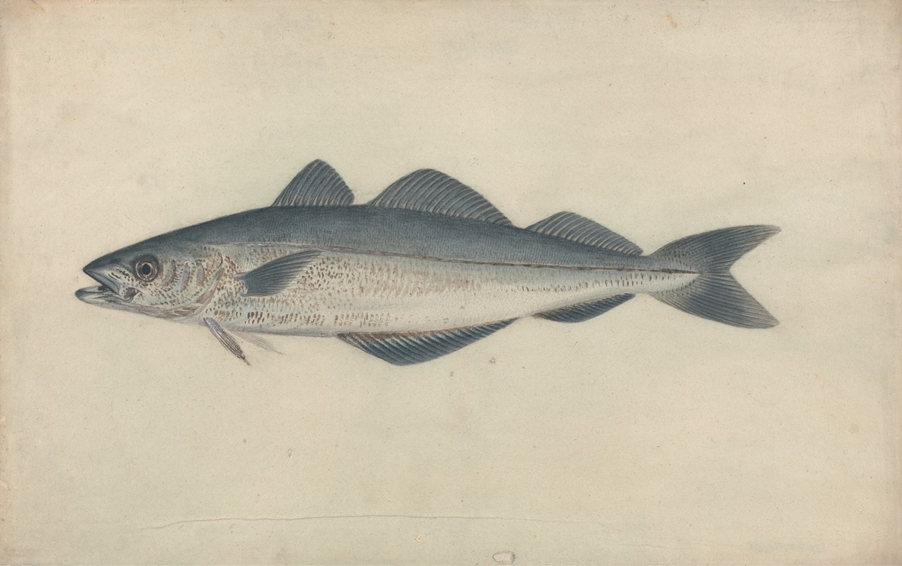 James Sowerby - Coal Fish
