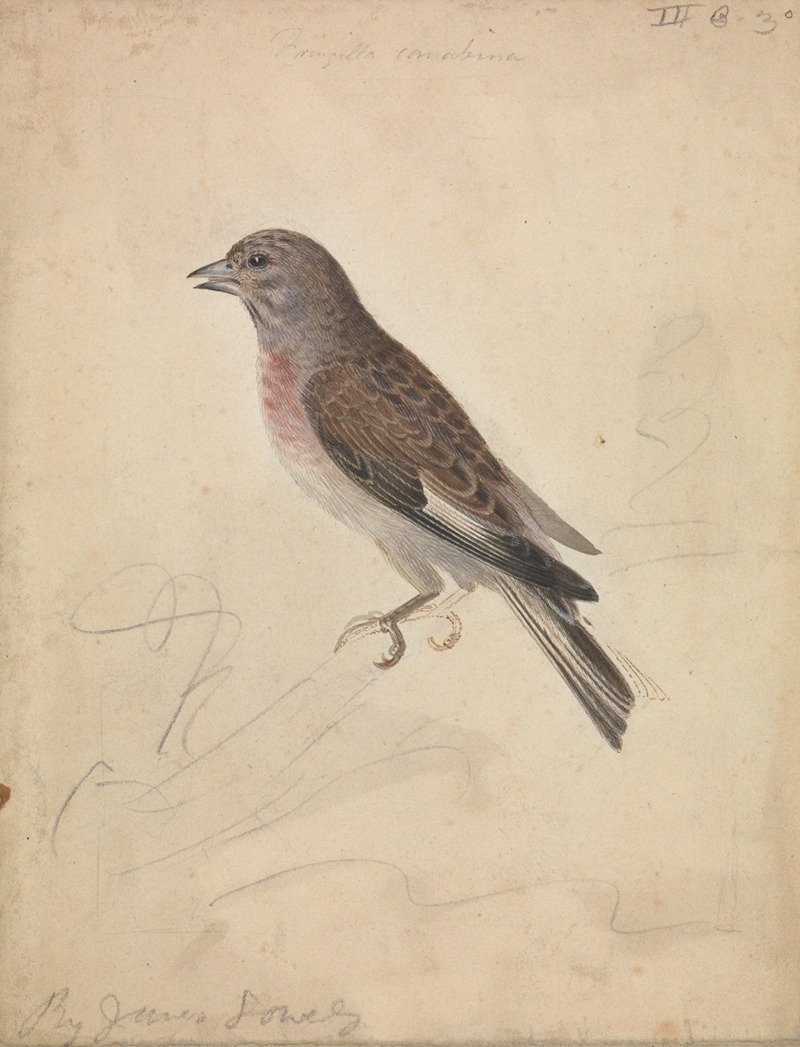 James Sowerby - Common Linnet