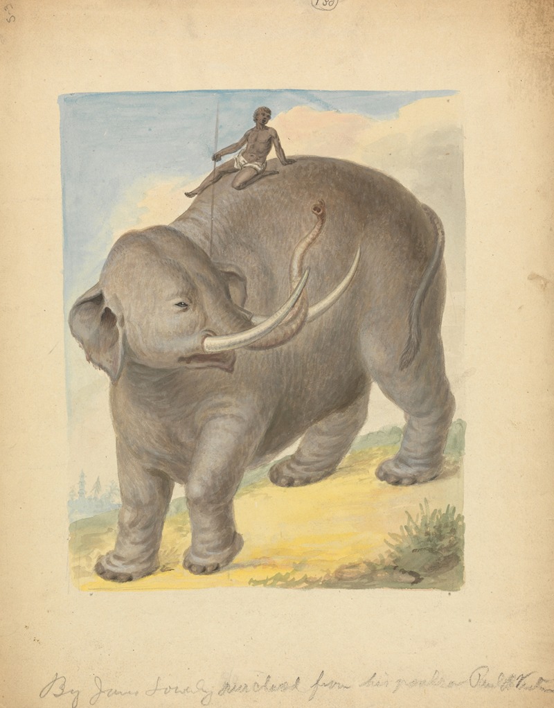 James Sowerby - Elephant with Rider.