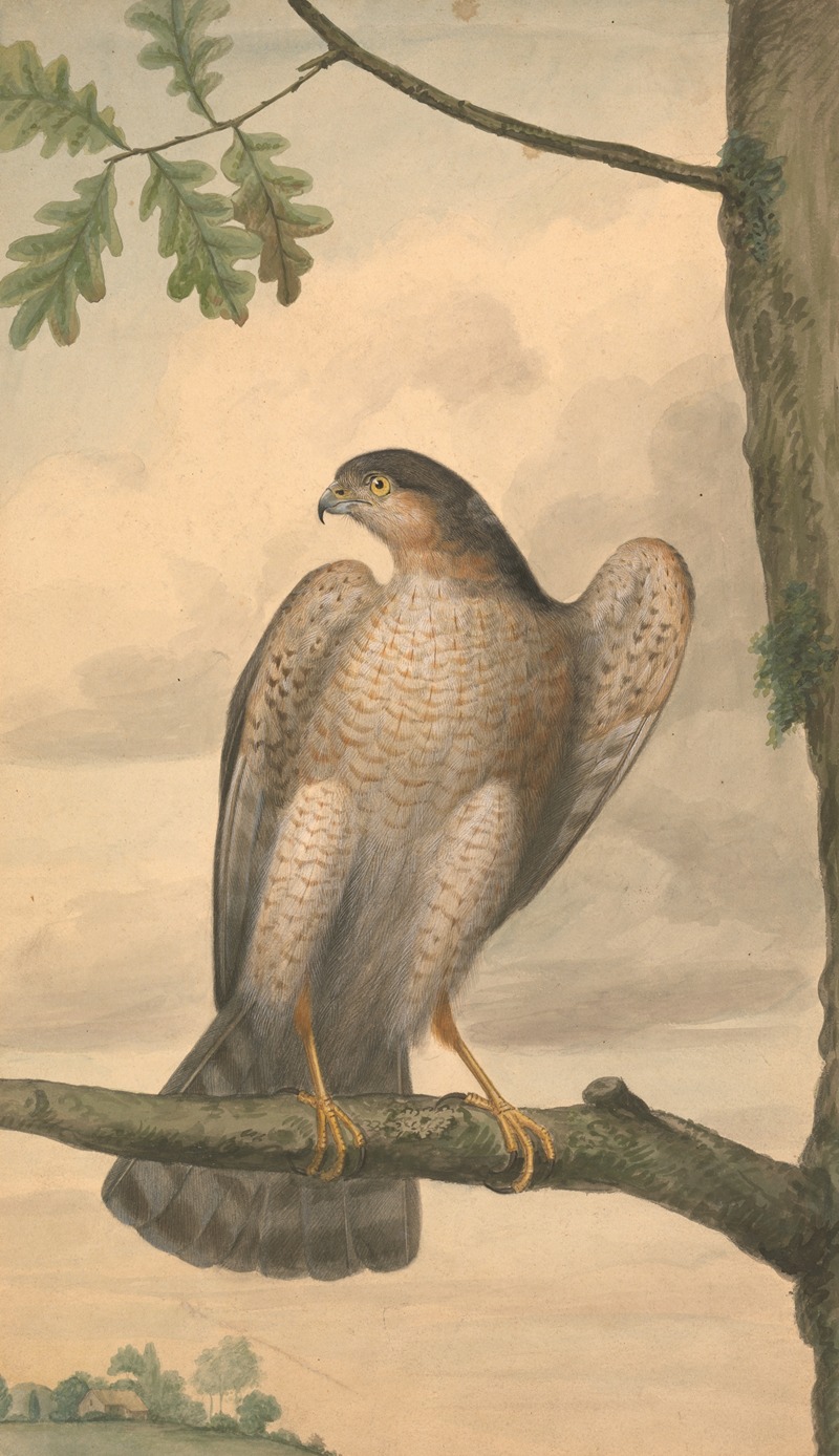 James Sowerby - Eurasian Sparrowhawk