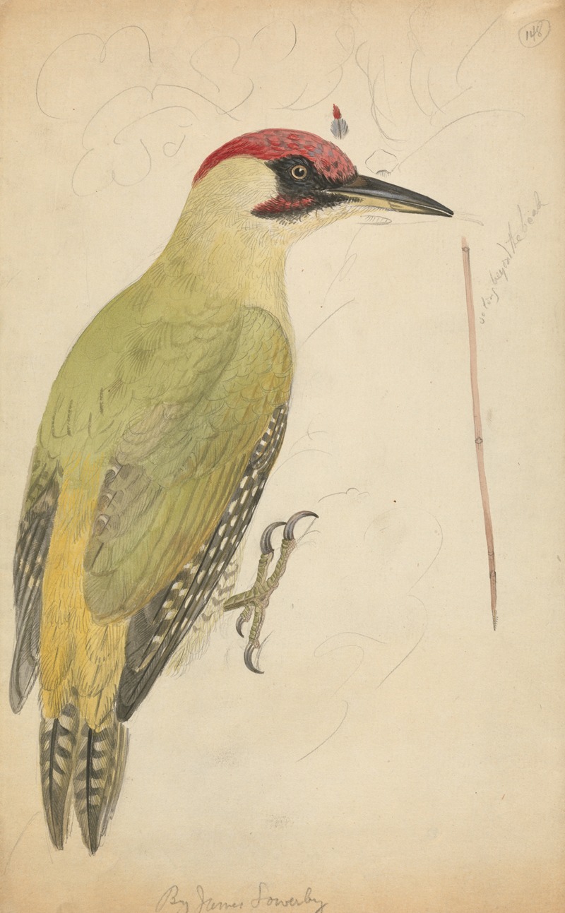 James Sowerby - European Green Woodpecker