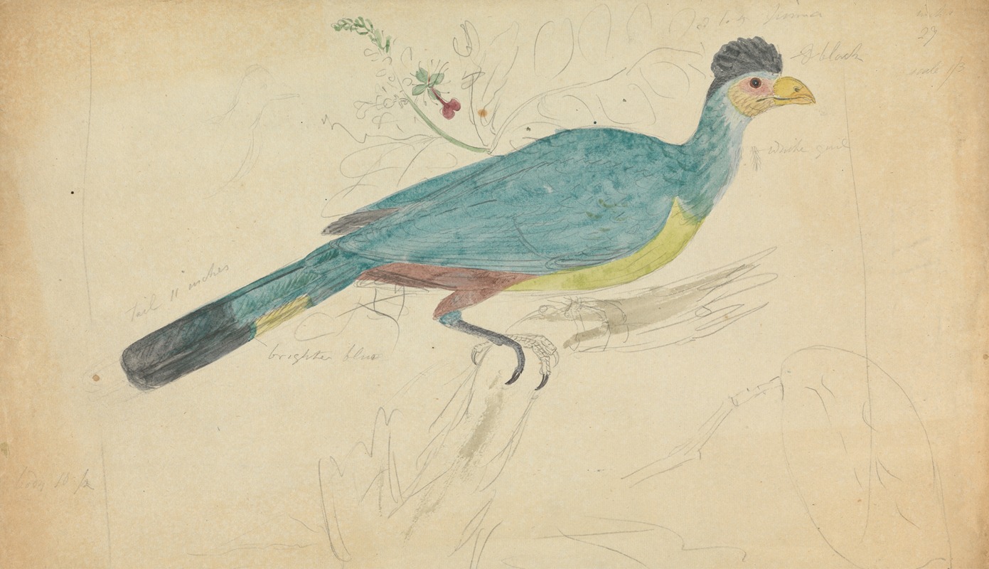 James Sowerby - Great Blue Turaco