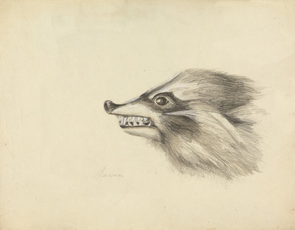 James Sowerby - Head of a Racoon
