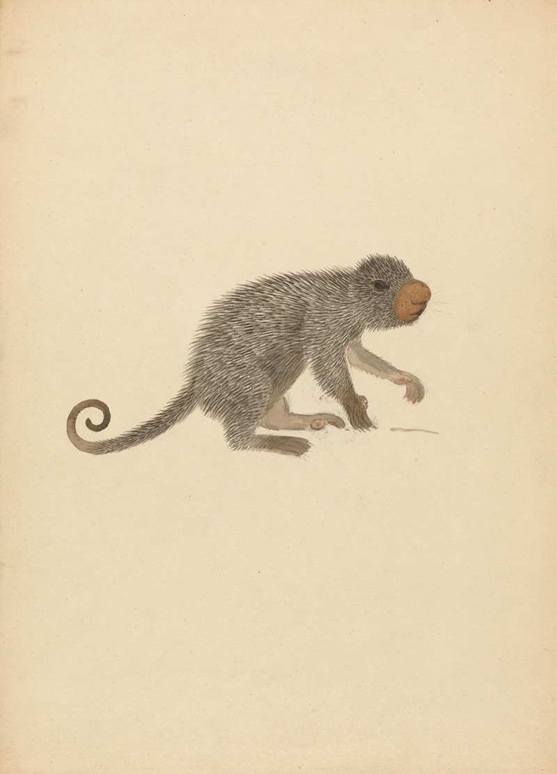 James Sowerby - South American Porcupine