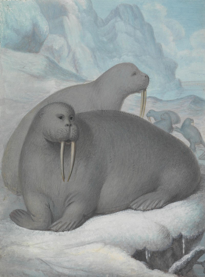 James Sowerby - Tusked Walruses