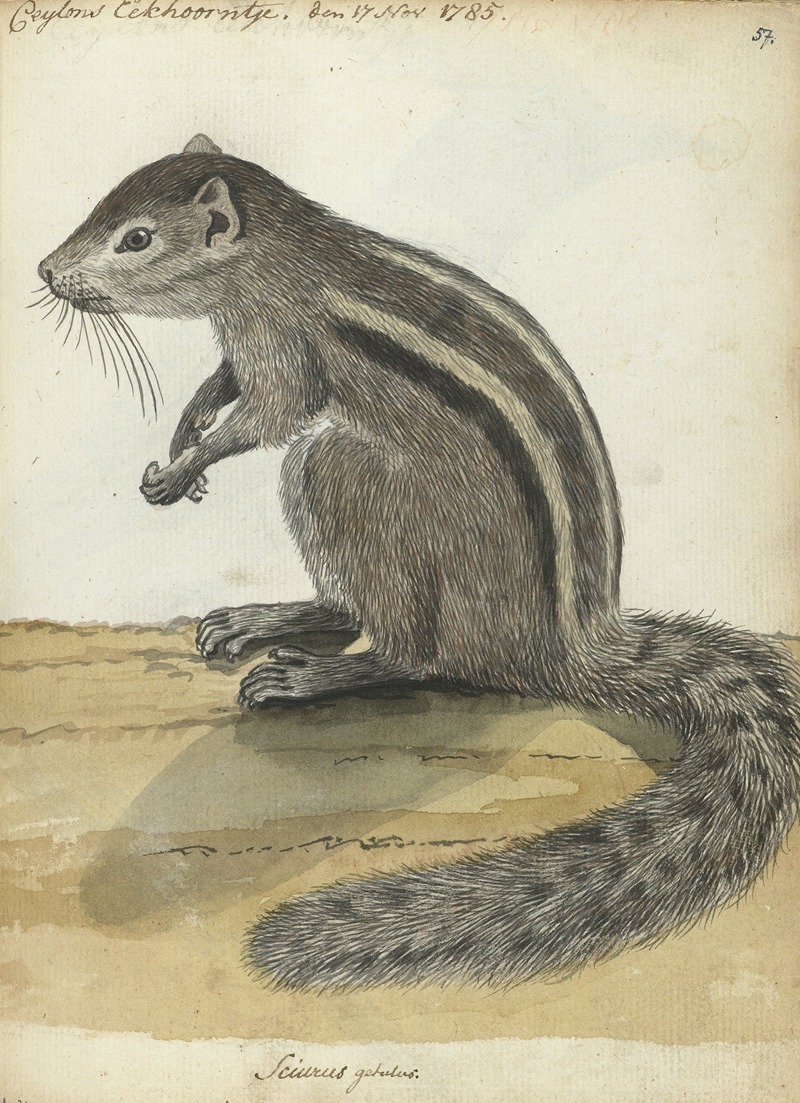 Jan Brandes - Ceylons eekhoorntje