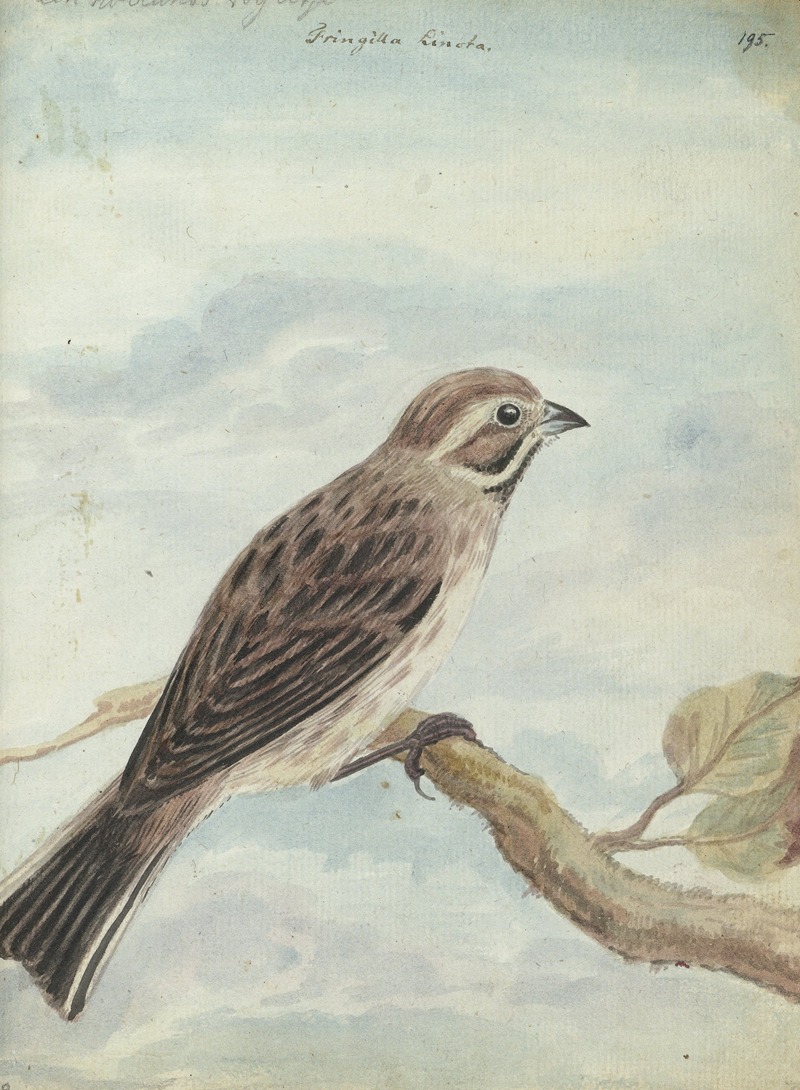 Jan Brandes - Hollandse vogel