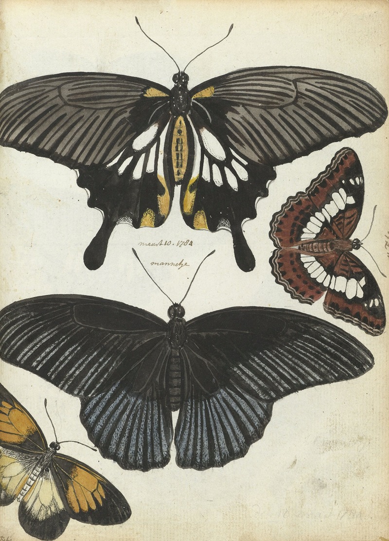 Jan Brandes - Indische vlinders