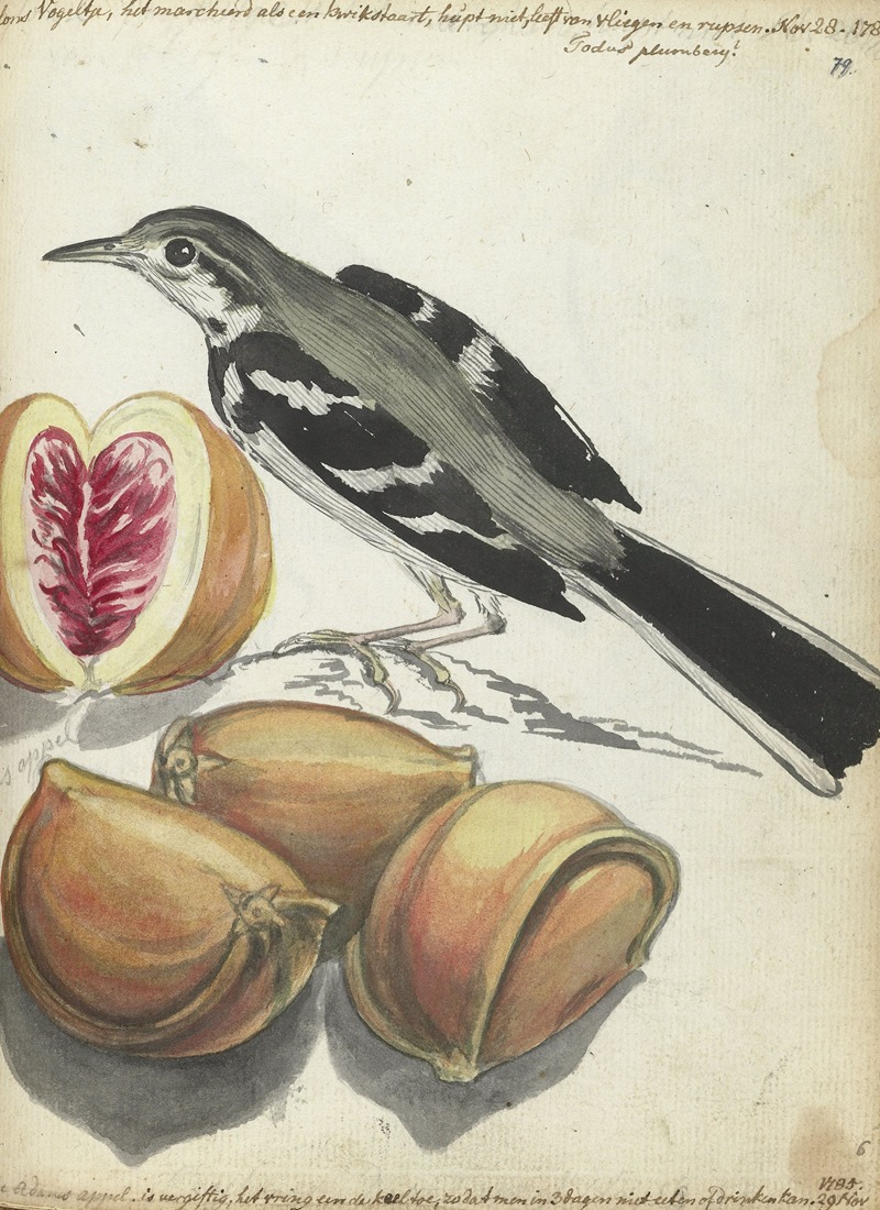 Jan Brandes - Wagtail with Fruit